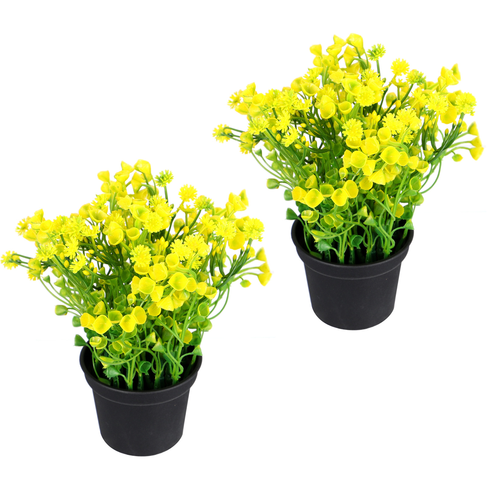 2 Pezzi di Erba Campanula Arti - Bonsai Garden Cafe recensione e prezzo