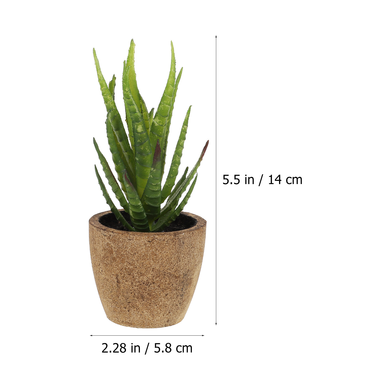 Set di 4 Piante Succulente Art - Bonsai Garden Cafe recensione e prezzo
