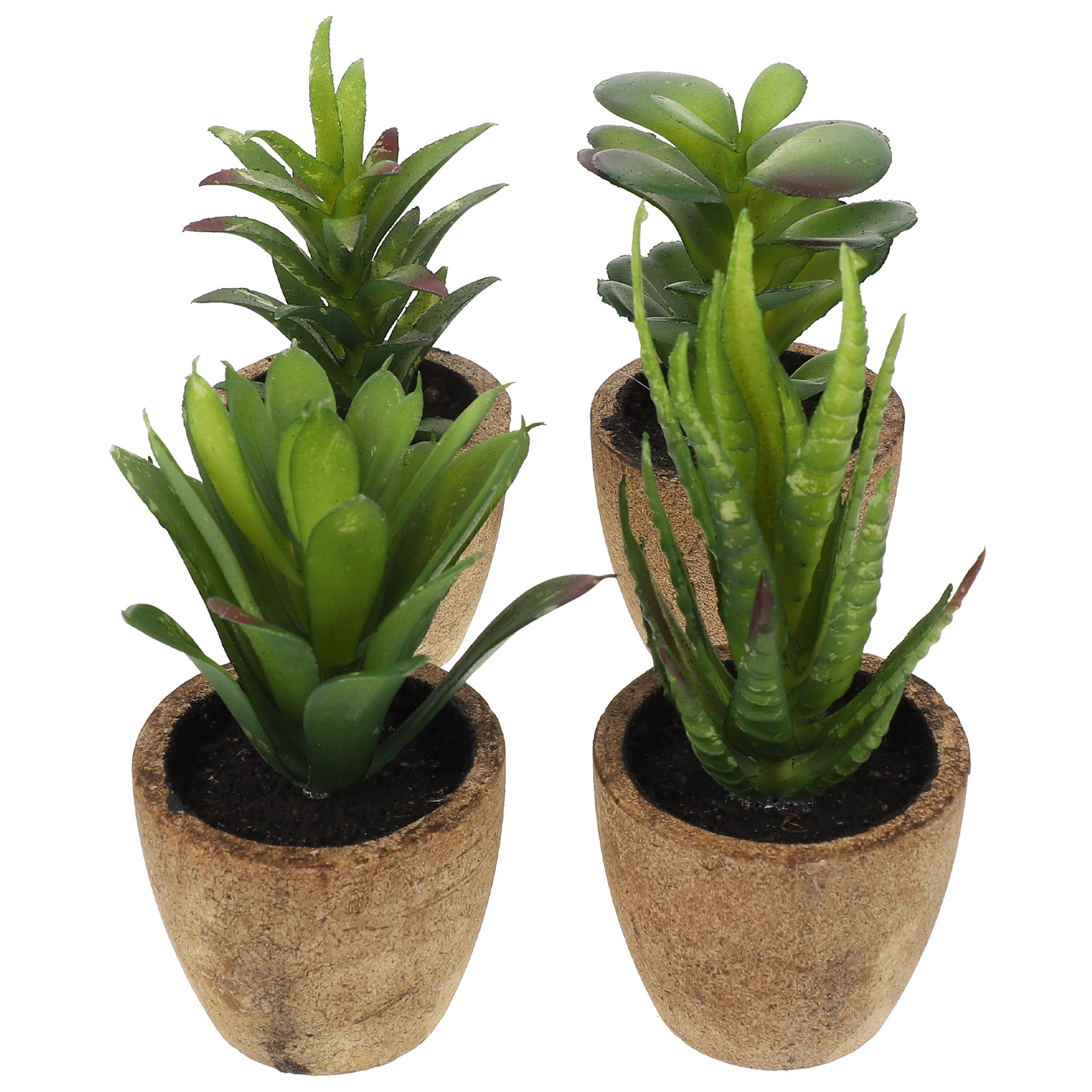 Set di 4 Piante Succulente Art - Bonsai Garden Cafe recensione e prezzo