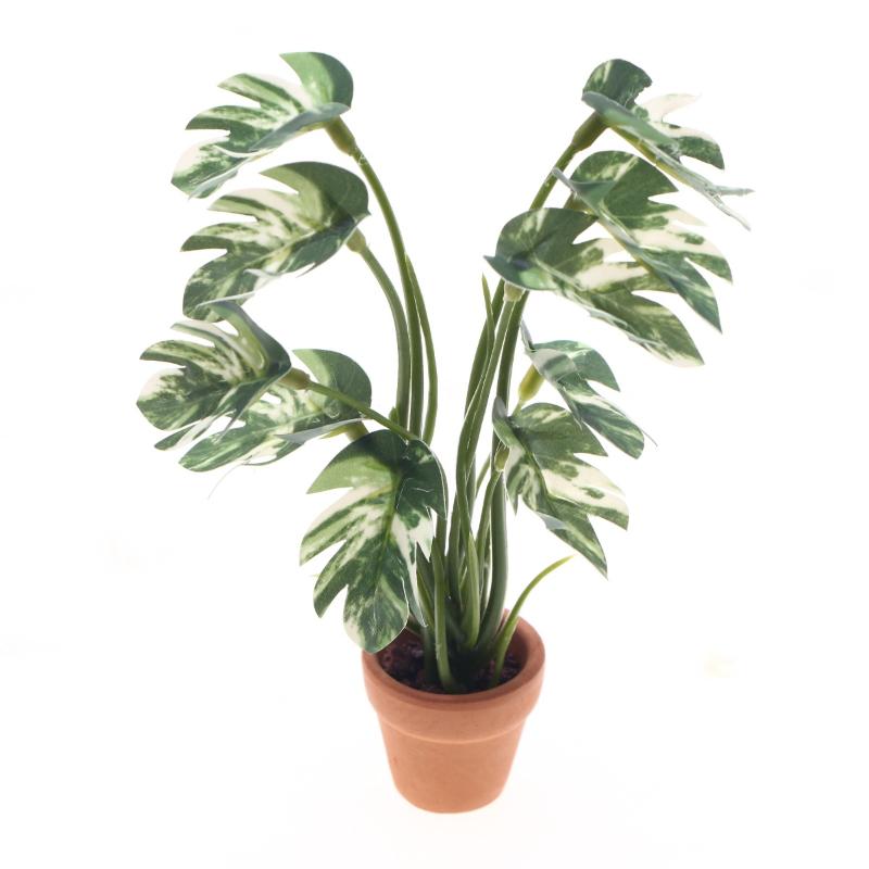 Nuovo. 1 Pezzo Pianta Verde Mo - Bonsai Gardening recensione e prezzo
