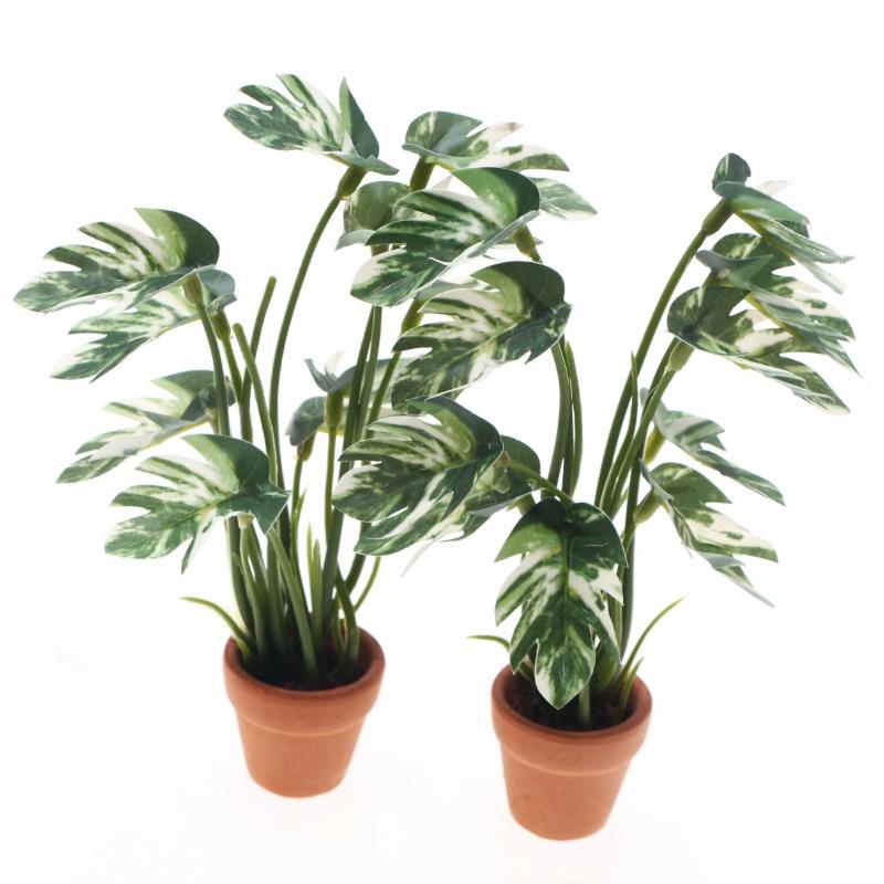 Nuovo. 1 Pezzo Pianta Verde Mo - Bonsai Gardening recensione e prezzo