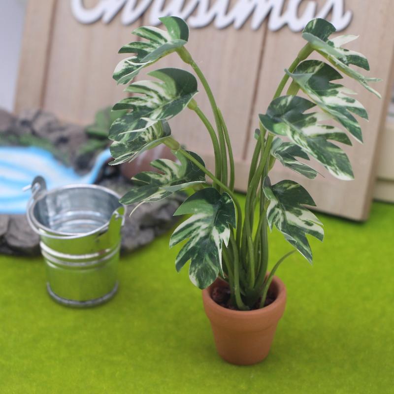 Nuovo. 1 Pezzo Pianta Verde Mo - Bonsai Gardening recensione e prezzo
